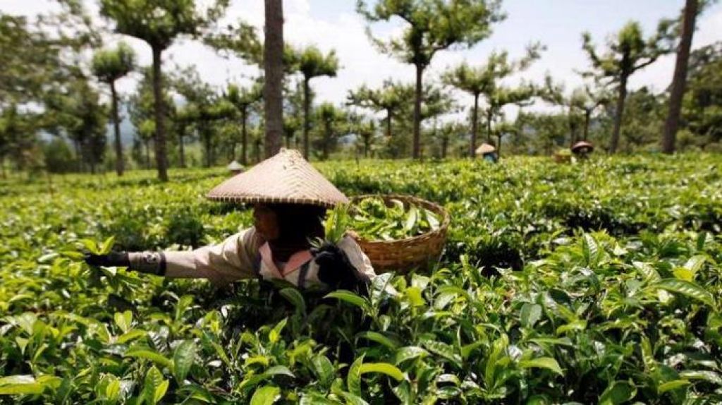 kebun teh di sekit.jpg