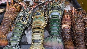 Serba-Serbi Lobster Pantai Pameungpeuk Garut Selatan