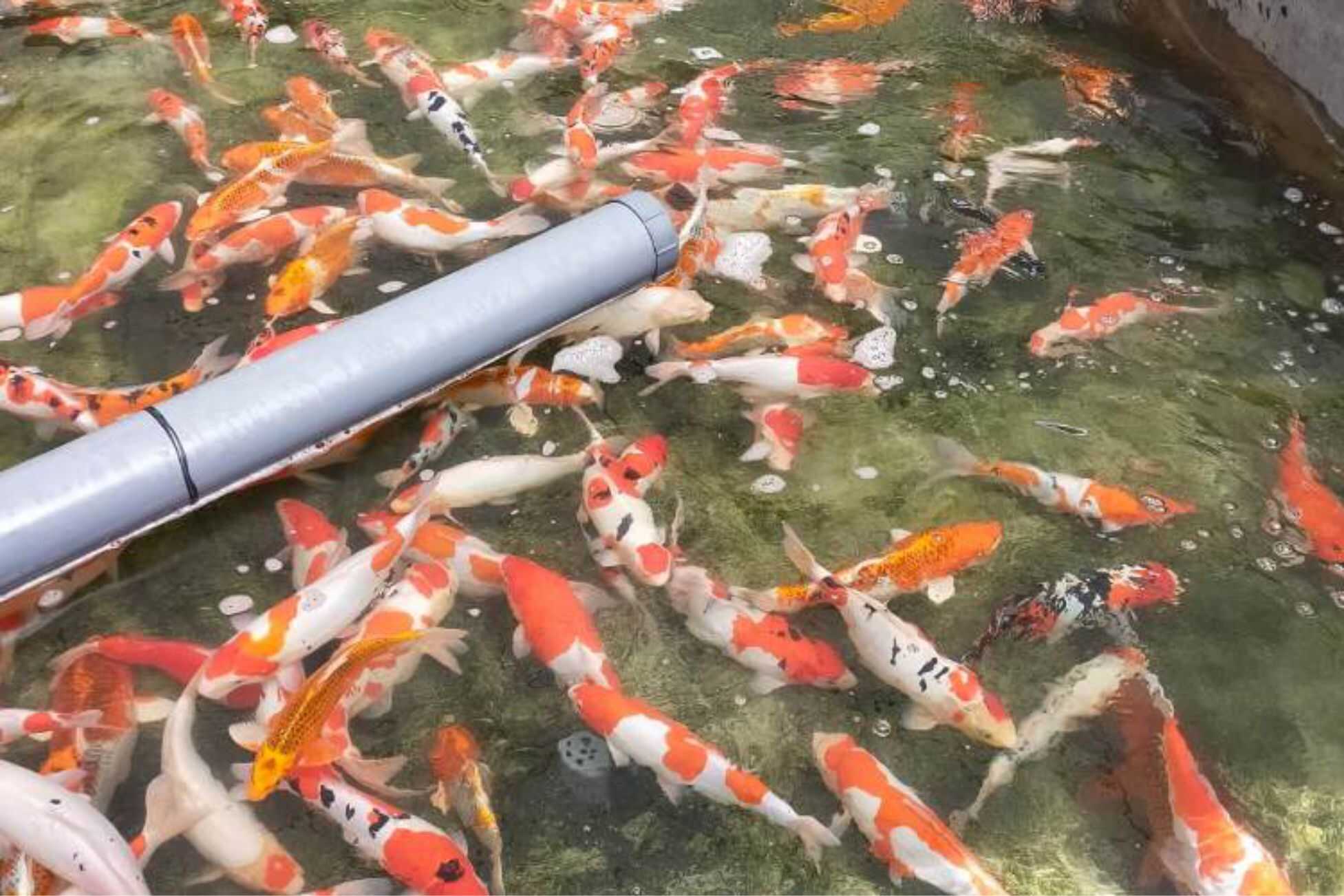 Wabup Helmi Sebut Garut Punya Potensi Besar dalam Budidaya Ikan Koi
