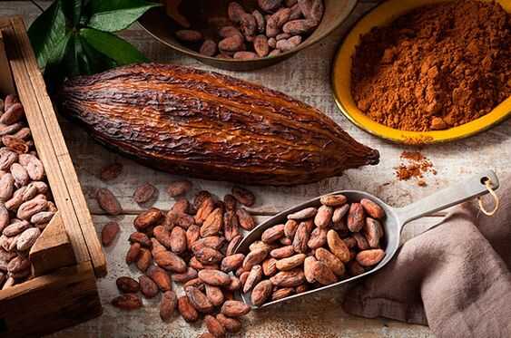 Kisah Tanaman Kakao Garut yang Terlupakan