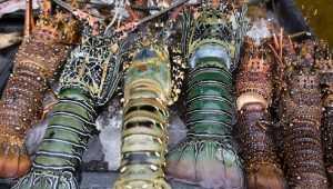 Potensi Lobster di Laut Garut Selatan