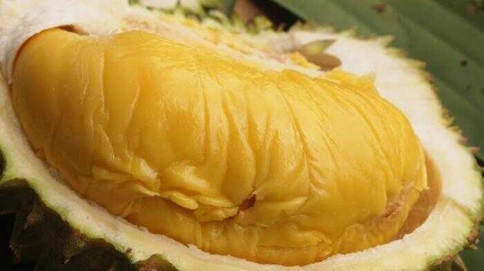 Mau Makan Durian ? Ke Kampung Durian di Tarogong Kaler Yuk!