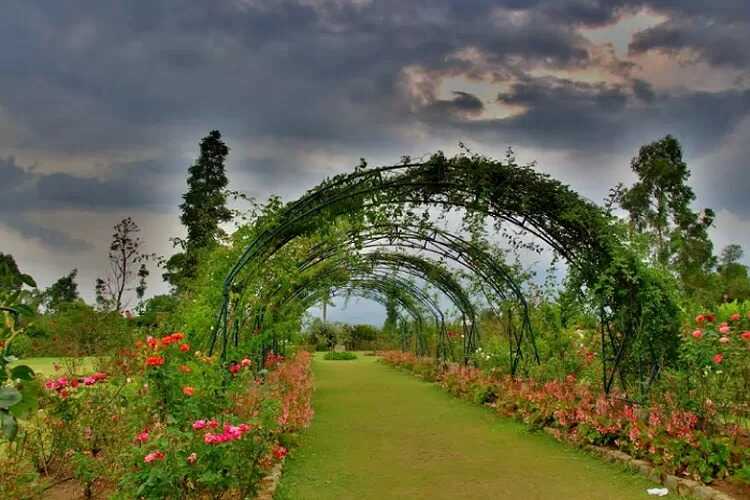 Pesona Kebun Mawar Situhapa Garut Tawarkan Kebun Dalam Dongeng