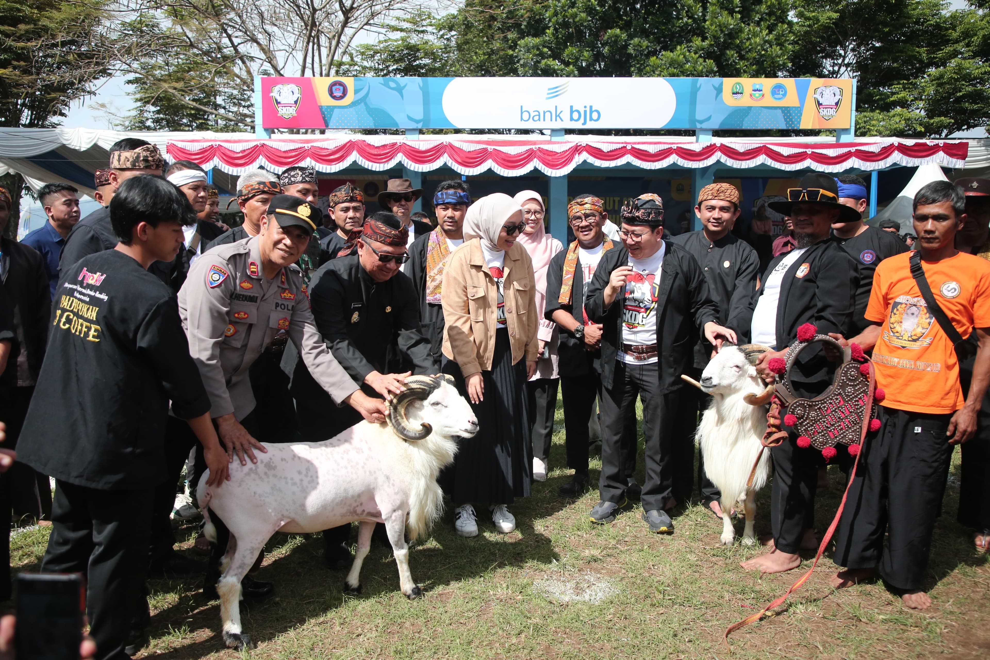 Mengenal Lebih Dekat Domba Garut Lewat SKDG Piala Gubernur 2025 | Infogarut.id