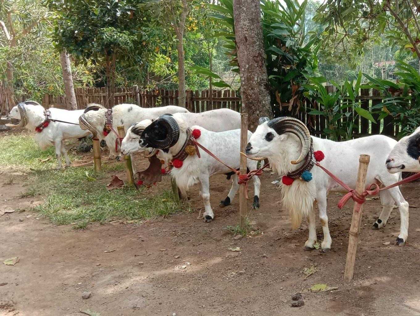 Domba Garut Betina: Ciri dan Bedanya dengan Jantan serta Harganya dari Kelas A sampai Super