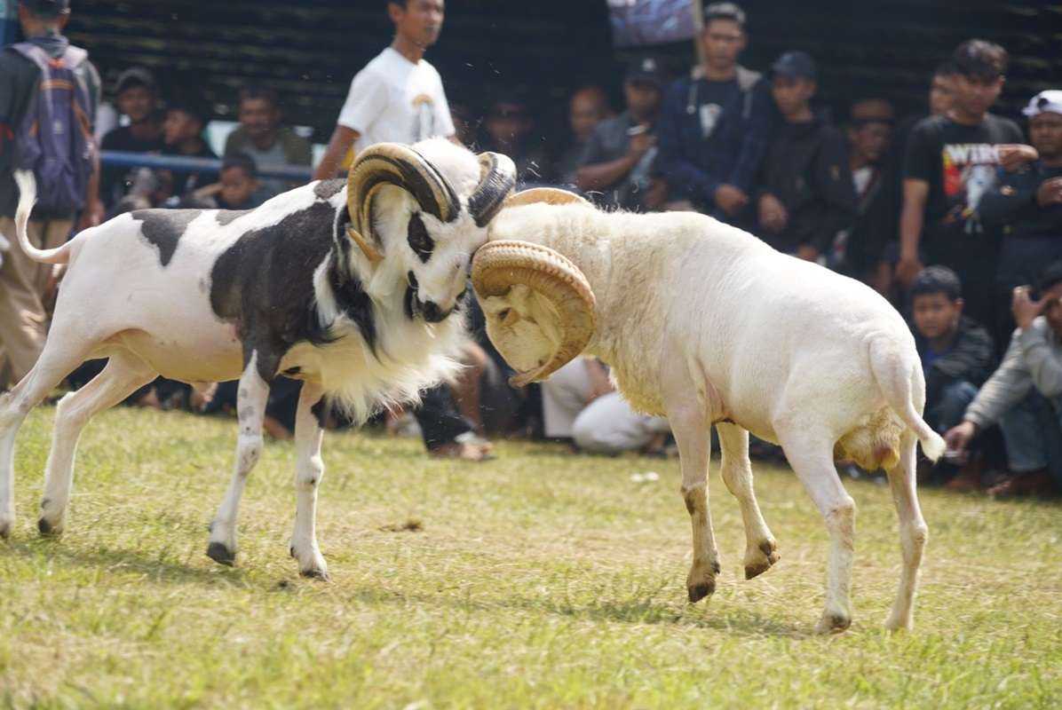 Kontes Seni Ketangkasan Domba Garut: Sejarah, Lokasi Kontes, dan Hukumnya dalam Islam