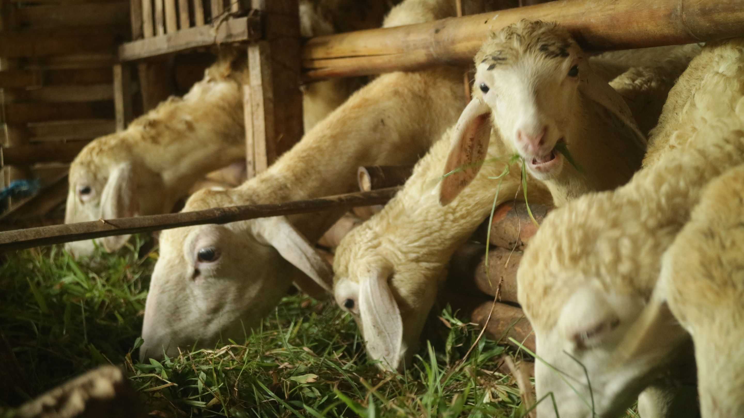 Siap-Siap! Libur Lebaran Haji 2026 Bisa Jadi Long Weekend