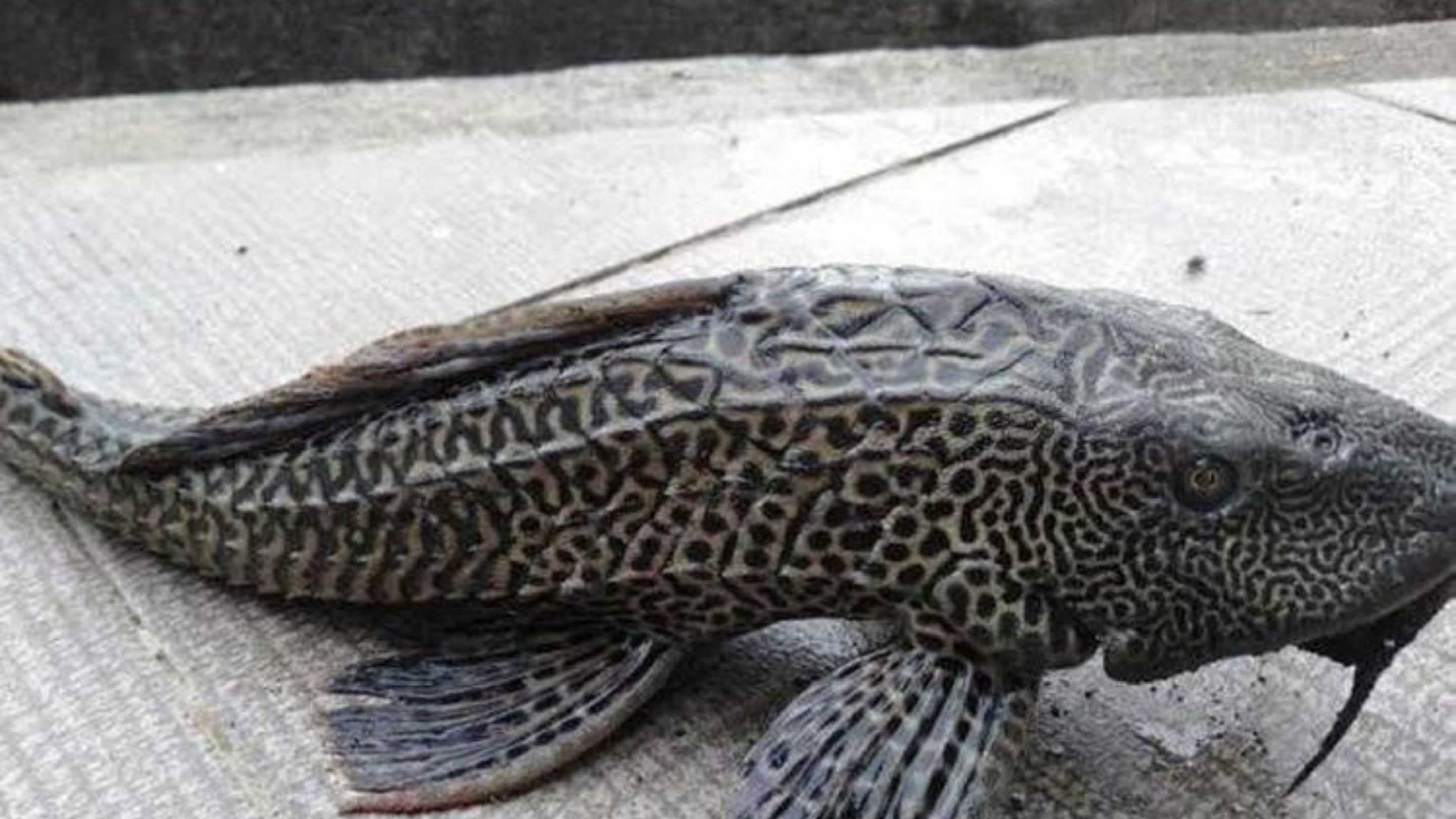 Ikan Sapu-sapu Disebut Rusak Ekosistem, Ini Penyebabnya
